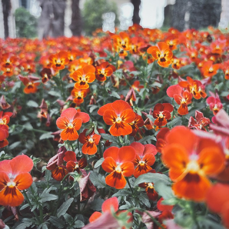 拍了一张长得像外星人脸的花花via happy xiao🥤kele.me
