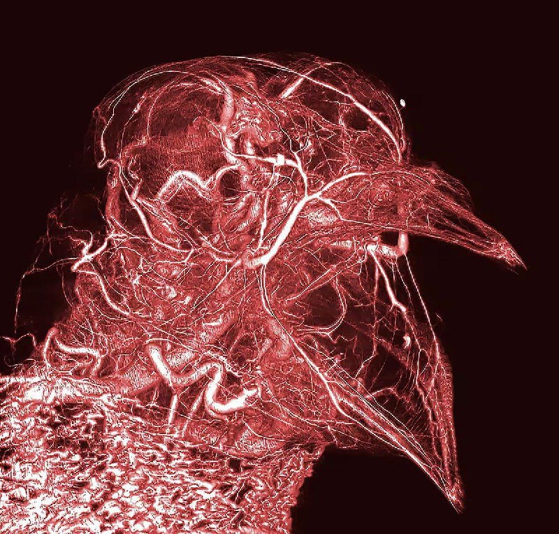 斯科特-埃科尔斯（Scott Echols）用 CT 扫描仪和一种特殊的 